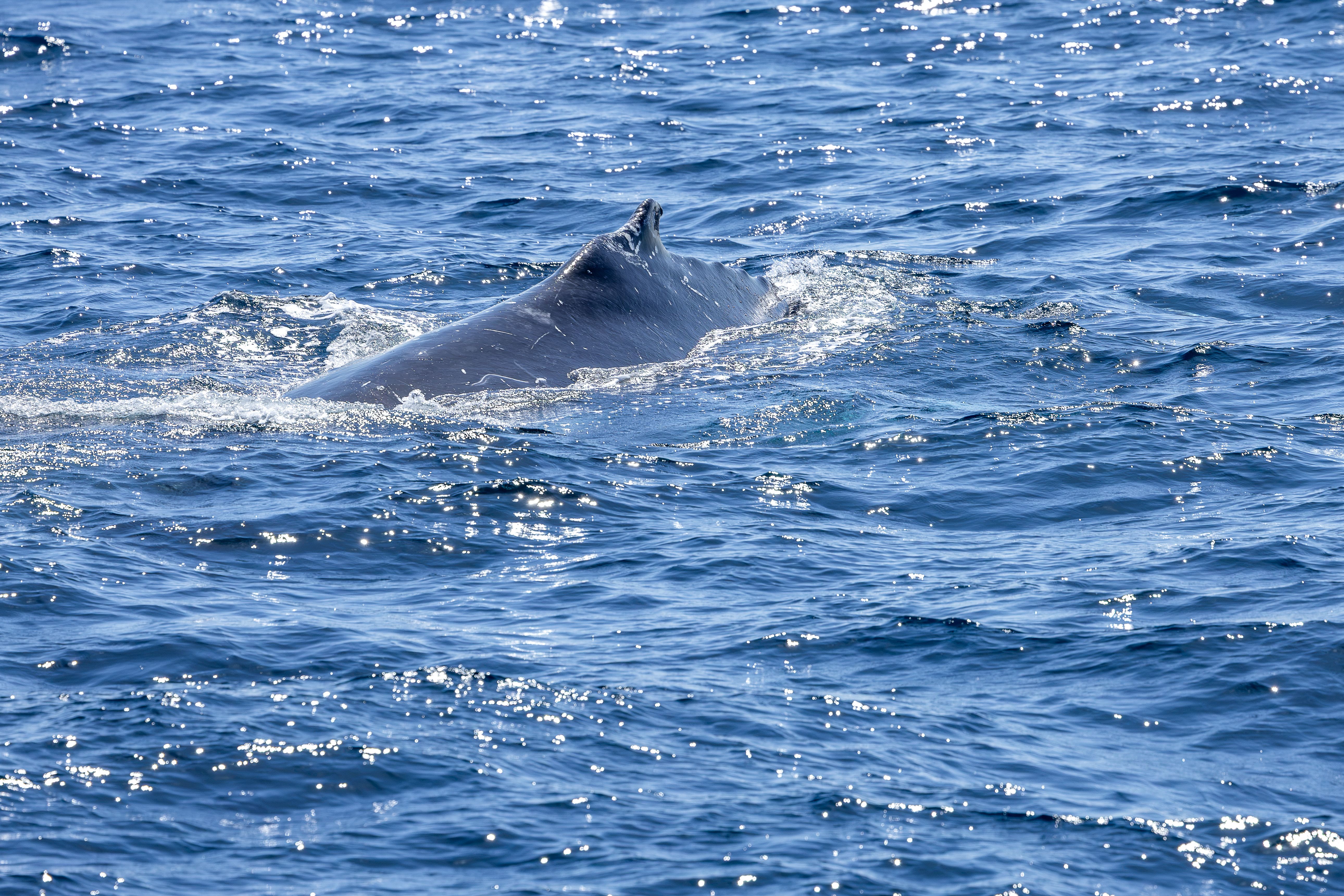 Humpback whale surfacing during a whale-watching excursion