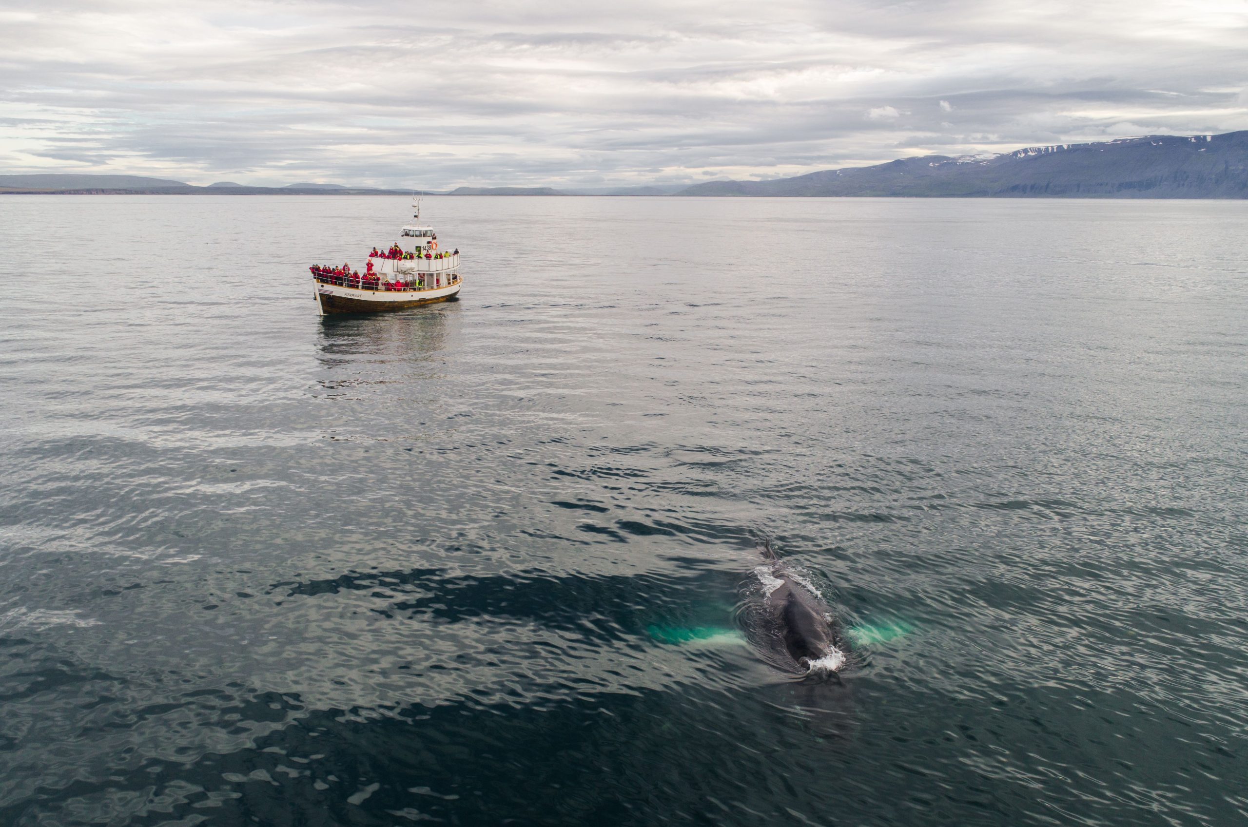 Traditional tour boat carrying visitors on a whale-watching trip in Iceland